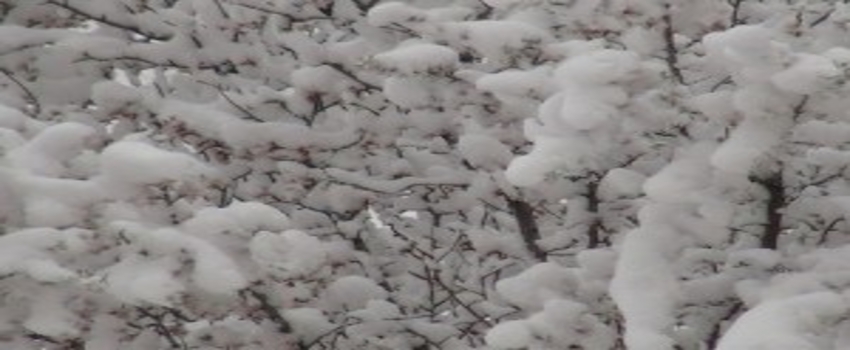 Erken Çiçek Açan Meyve Ağaçlarını Don Vurdu
