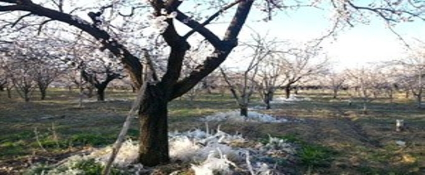 Kayısıda Ürün Dondu