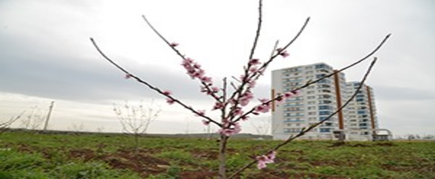 Meyve Bahçeleri İlk Ürününü Bu Yaz Verecek