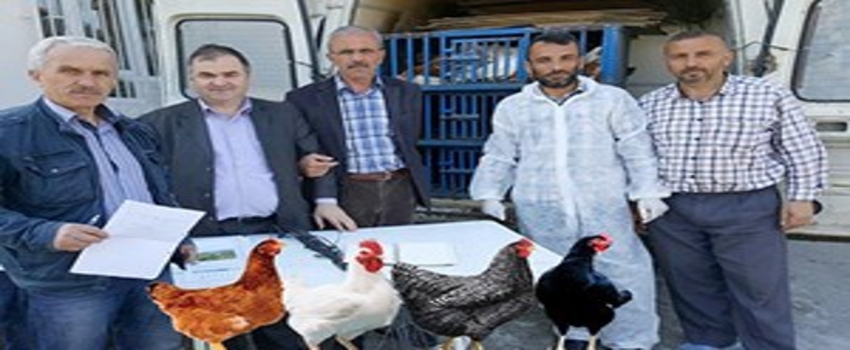 Tarım Krediden Köylüye Tavuk