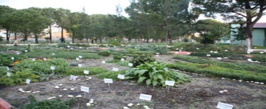 İzmit`de Tıbbi ve Aromatik Bitkiler Bahçesi Projesi