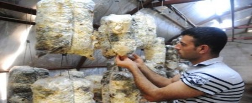 Pamuklara Sararak istiridye Yitiştirip Yılda Yüz Ton Ürün Alıyor