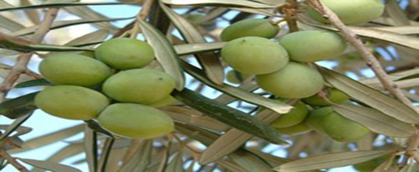 Zeytinciye Yüzde 8 Desteği Şart