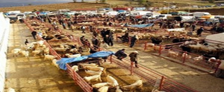 Beypazarı`ndaki Şap Hastalığı Nedeniyle Hayvan Pazarı Kapatıldı
