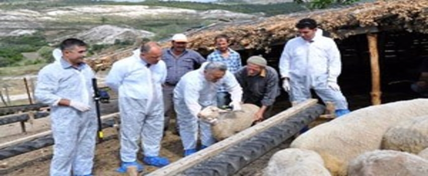 Hastalıklar Elektronik Küpeyle Takip Edilecek
