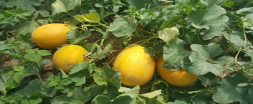 Yerli Kavunda Hasat Başladı