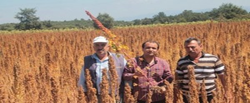 Kinoa`ya Çiftçinin İlgisi Artıyor
