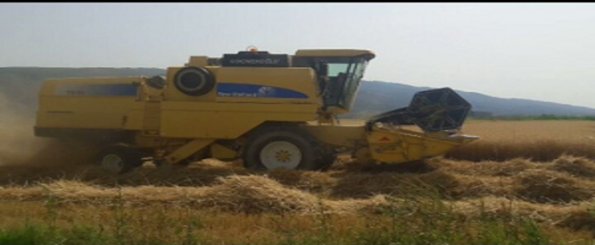 Aydın`da Buğday Hasadı Başladı, Üretici Verimden Memnun
