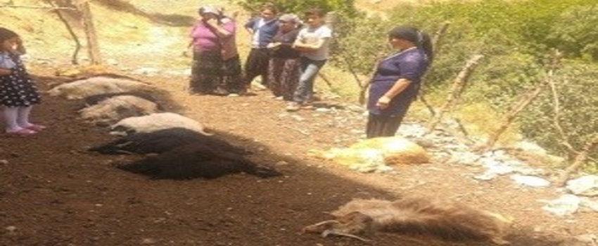 Başıboş Kepekler 16 Küçükbaş Hayvanı Telef Etti