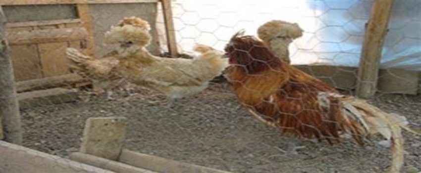 Süs Tavuklarının Yumurtası 30 Liraya Satılıyor