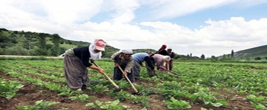 6 Bin Kişi Çiftçiliği Bıraktı