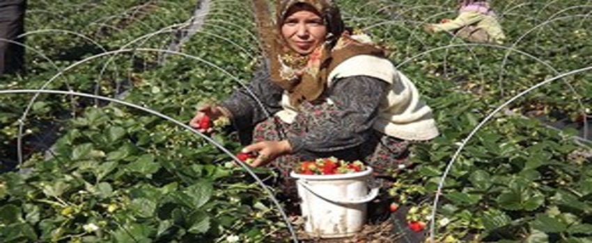 Yalova`daki Çilek Hasadının Yüzde 40`ı Tamamlandı