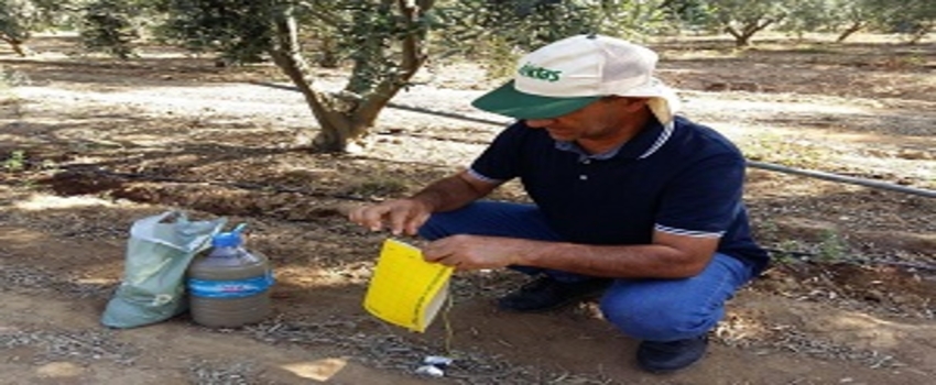 Salihli`de Zeytin Sineği Kontrol Altında