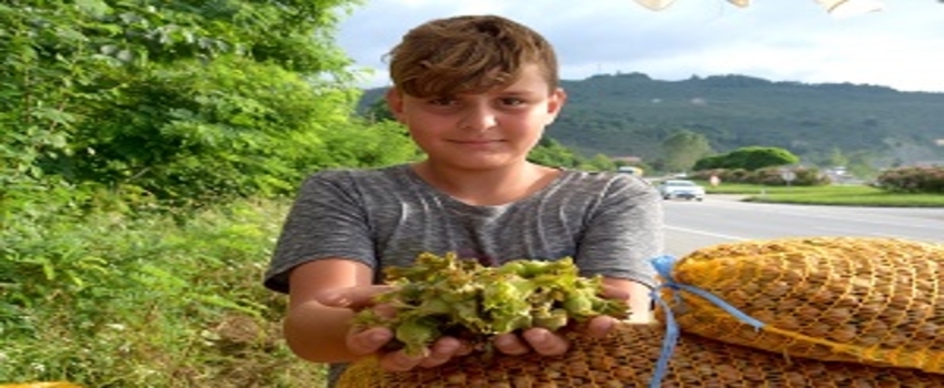 Fındık Toplama Tarihleri Belirlendi