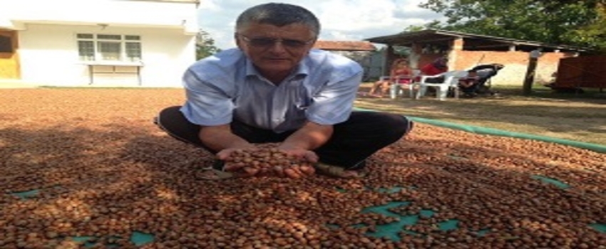 Rekolte 500 Bin Ton