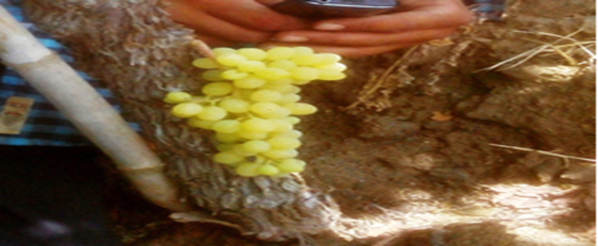 Bereketin Simgesi