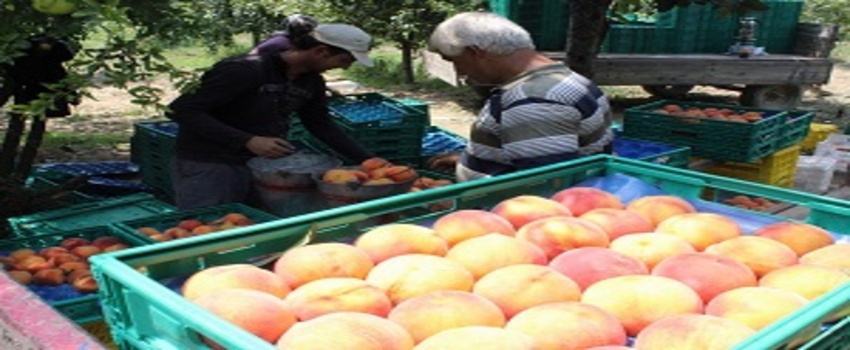 İhracat Durdu, Şeftali Ucuzladı
