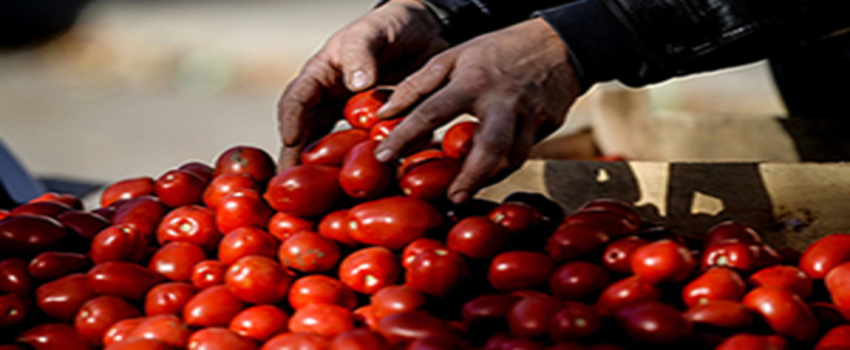 Rusya`nın Türk Tarımına Bir Şartı Var