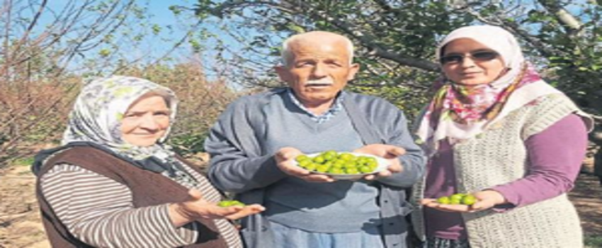 Can Eriği Dallarda