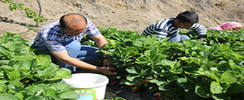 Hataylı Çiftçinin Çilek Hasadı Keyfi