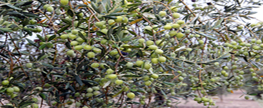 Olivtech Fuarı, Türkiye`de Zeytin Ve Zeytinyağı Tüketimini Arttıracak