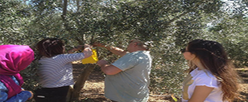 Zeytin Sineğine Karşı Tuzaklama Çalışması