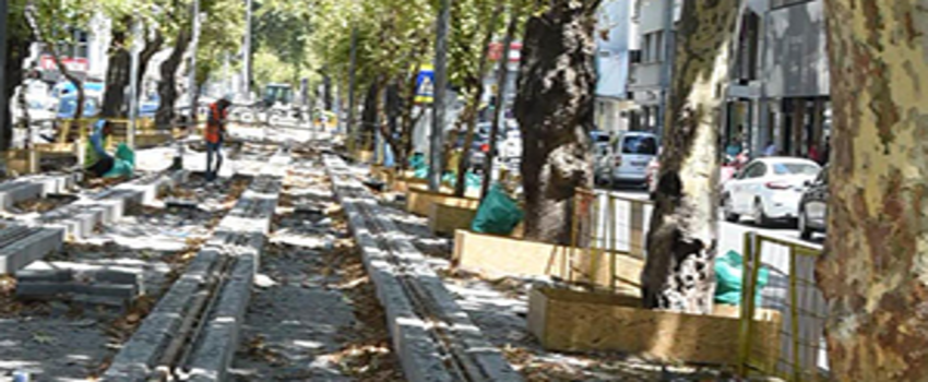 Asırlık Çınar Koruma Altına Alındı