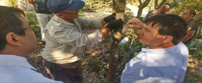 Ayvacık`ta Yabani Antep Fıstıkları