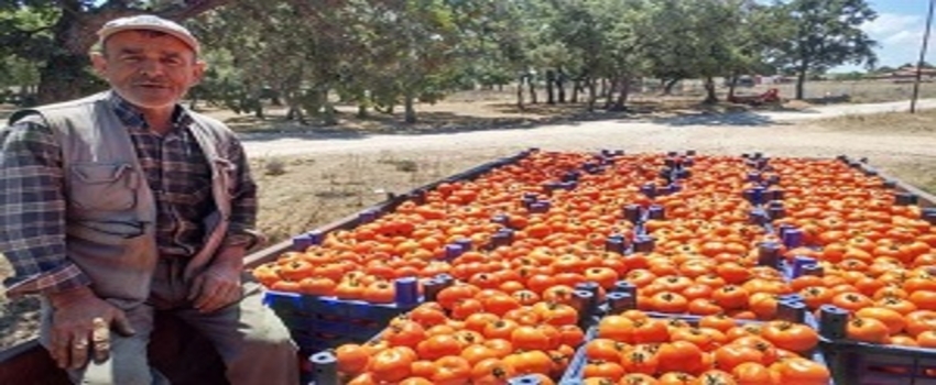 Çanakkale`de Domates Hasadı