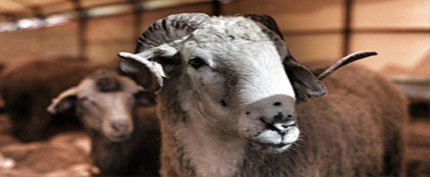 TESK/Palandöken: Spekülatörler Kurban Piyasasını Alt Üst Ediyor