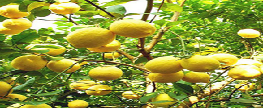 Limon Fiyatları El Yakacak