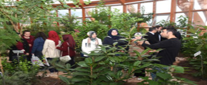 Tıbbi Ve Aromatik Bitki Yetiştiriciliği Çalışmaları Devam Ediyor