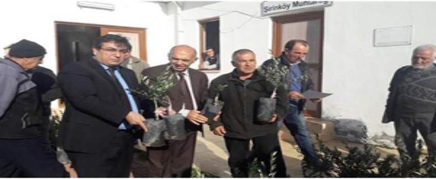 Yangından Zarar Gören Çiftçiye Zeytin Fidanı Dağıtıldı