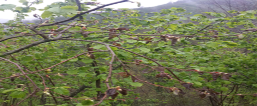 Giresun`da Fındık Ağaçları Hastalığa Yakalandı