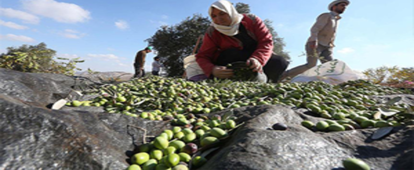 Zeytinde Hedef Dünya Liderliği