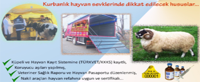 Kurbanlık Hayvanlarda Salgın Hastalıklara Dikkat!