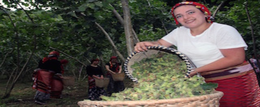 Fındıkta `erken hasat` uyarısı