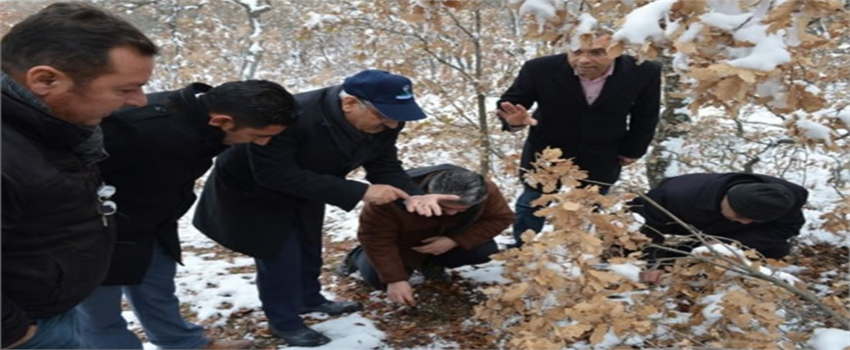 Süne Sineği İle Mücadele Aralıksız Devam Ediyor