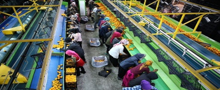 Narenciye İhracatında Ülke Ekonomisine Önemli Katkı