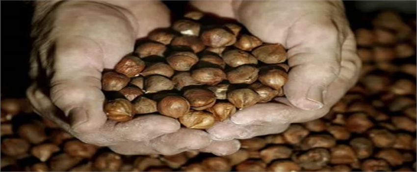 FINDIK DESTEĞİ 7 MAYISTAN İTİBAREN HESAPLARDA!
