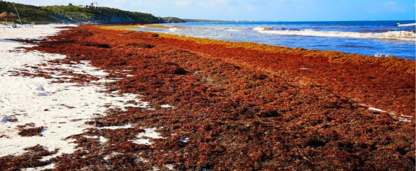 Sargassum Deniz Yosunu İle Karbondioksit Gidermeyi Hedefliyor