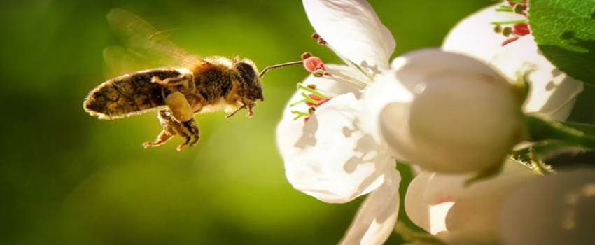 Birleşik Arap Emirlikleri`nde Arıların Genetiği Değiştirildi