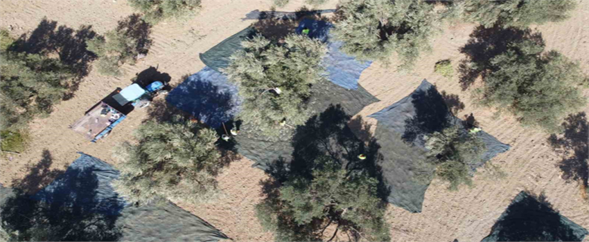 Edremit`te Dron Kamerasıyla Zeytin Hasadı