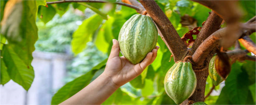 Kakao Fiyatları 12 Yıl Sonra Tarihi Zirveye Ulaşıyor: El Nino Tehlikesi Devam Ediyor