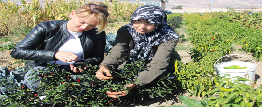 Kadınlar Tarlada Geleceği Yetiştiriyor: Kocasinan`da Organik Devrim