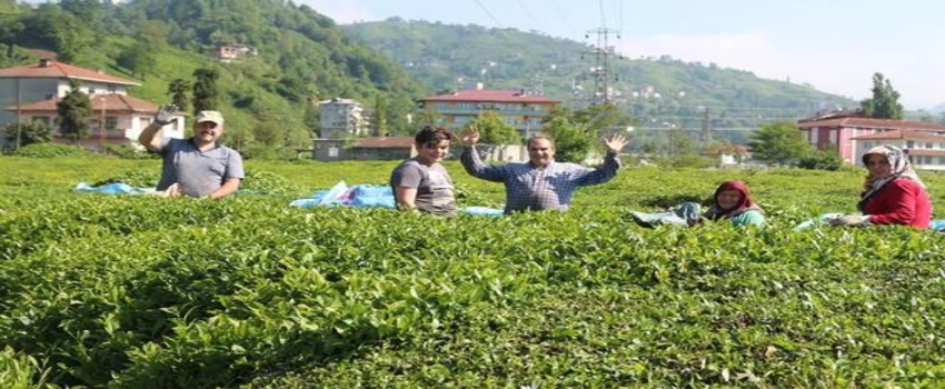 Çay Üretiminde Lider Rize, Dış Satımda Rekor Kırıyor!