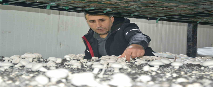 Orhan Kaçmaz`ın Mantar Üretim Tesisi, Bitlis ve Çevre İllerin Taleplerini Karşılıyor