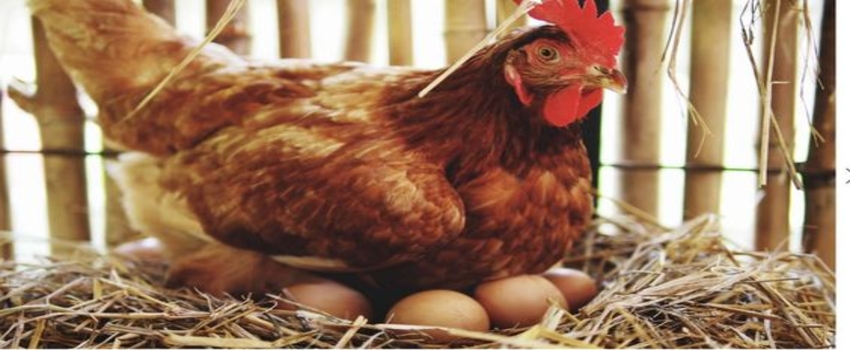Aralık Ayında Tavuk Yumurtası Üretimi Rekor Kırdı