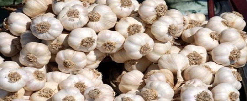 Araban Sarımsağına AB`den Coğrafi İşaret Tescili