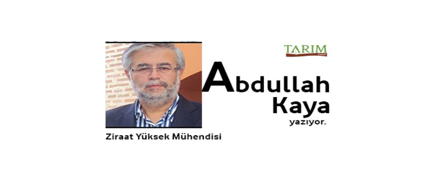2018 Buzağı Yılı